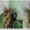 melit phoebe larva7after volg12